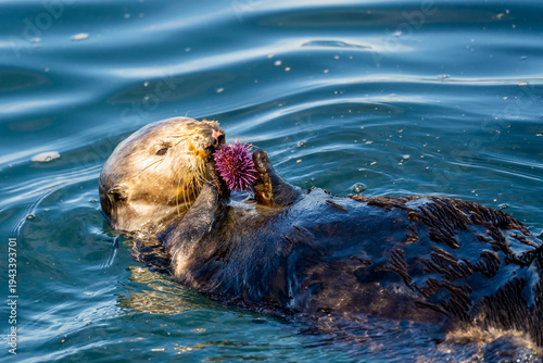 Sea Otter (Enhydra lutris) Eating Purple Sea Urchin While Floating in Ocean Water in Monterey, California