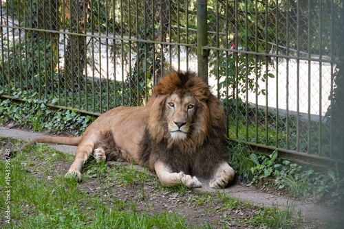 Obraz na plátně Travel romania transilvania targu mures male lion resting in zoo enclosure with