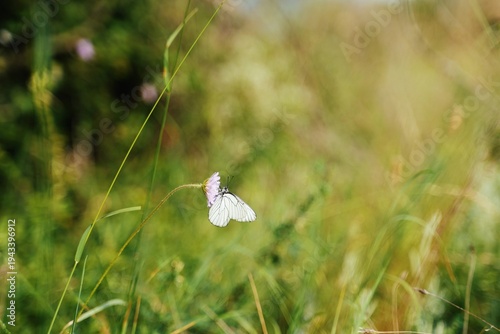 Canvastavla Travel romania transilvania targu mures white butterfly resting on wildflower in