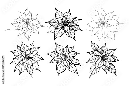 Six poinsettia flowers in detailed line art on a clean white background, symbolizing botanical beauty and festive floral design