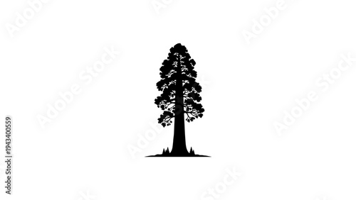 Majestic sequoia silhouette isolated on white background