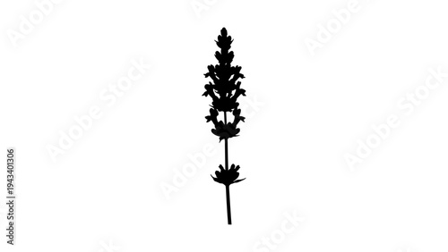 Lavender flower silhouette on white background for natural design