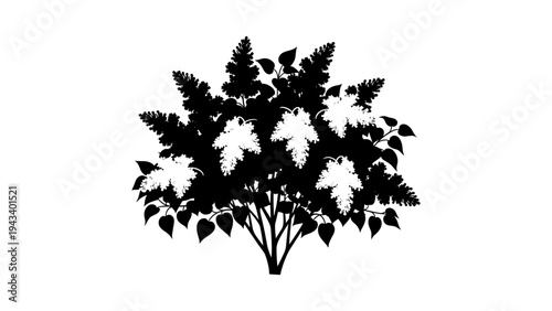 Elegant silhouette of a lilac bush with blooming flowers and leaves on white background