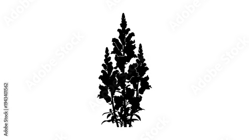 Silhouette of snapdragon flowers isolated on white background