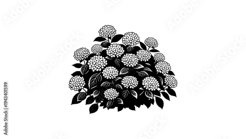 Black and white silhouette of hydrangea flowers