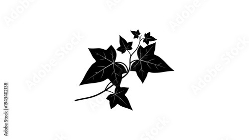 Elegant ivy leaf silhouette: nature's timeless design in black and white