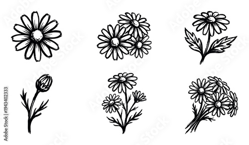Set of hand-drawn black ink daisy illustrations in a simple, minimalist sketch style showing various floral elements like a single flower, a bud, and a bouquet