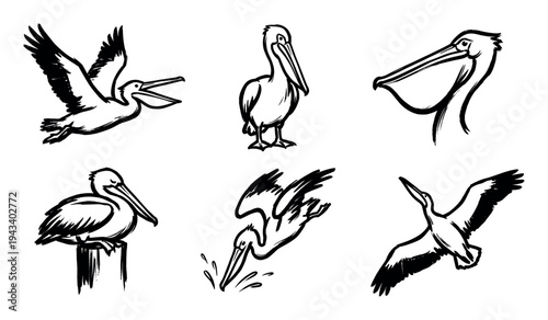 Set of six black pelican illustrations in a hand-drawn brush stroke style showing the bird flying, standing, diving for fish, and sitting on a post in various poses