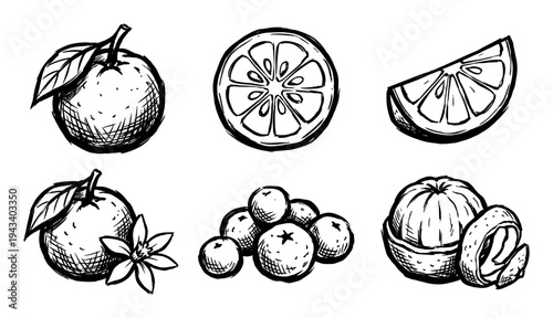 Black and white citrus fruit sketch set with whole oranges, slices, a blossom, and a peeled tangerine, hand-drawn in a rustic, vintage ink illustration style