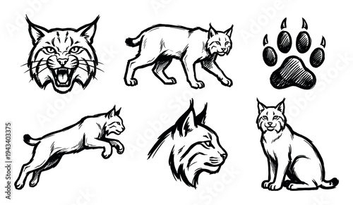 Set of black ink lynx illustrations in a hand-drawn sketch style, featuring a roaring mascot head, walking and jumping poses, a sitting wildcat, and a paw print