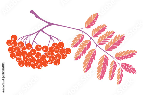 Rowan Berry Branch with Orange Berries and Pink and Orange Leaves