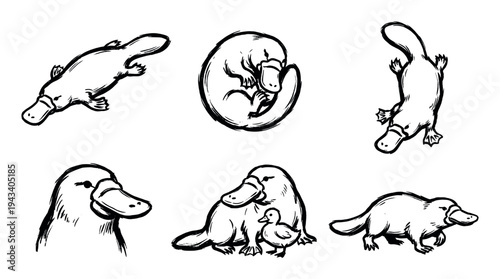 Set of six black ink platypus illustrations showing the unique mammal in various poses like swimming, sleeping, and with its baby, drawn in a simple sketch style
