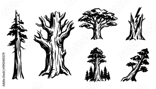 Set of hand-drawn tree illustrations in a bold black ink brushstroke style, depicting various forest species like pine, sequoia, and ancient gnarled wood for nature designs