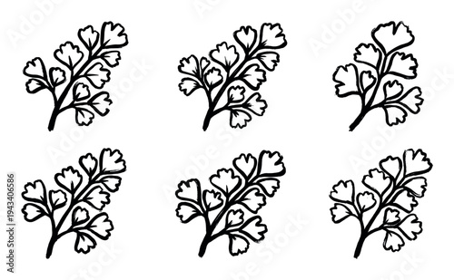 Six hand-drawn black ink fern branches with delicate leaves, a minimalist botanical illustration set with a simple, graphic, and artistic brushstroke style for elegant design