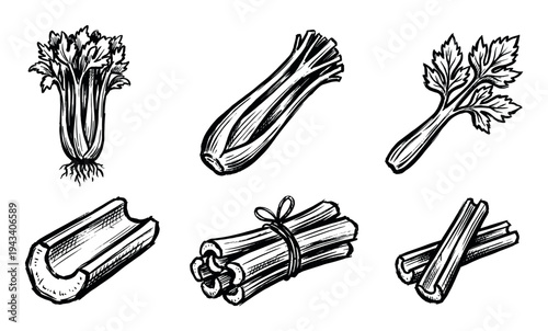 Hand-drawn black and white celery set showing the whole vegetable, stalks, leaves, and cut pieces in a vintage sketch style for culinary or botanical illustration