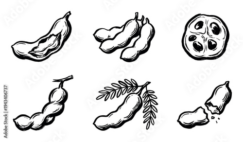 Set of hand-drawn tamarind fruit illustrations in a bold black ink brush style, showing whole pods, a cross-section, an open fruit, and leaves on a branch
