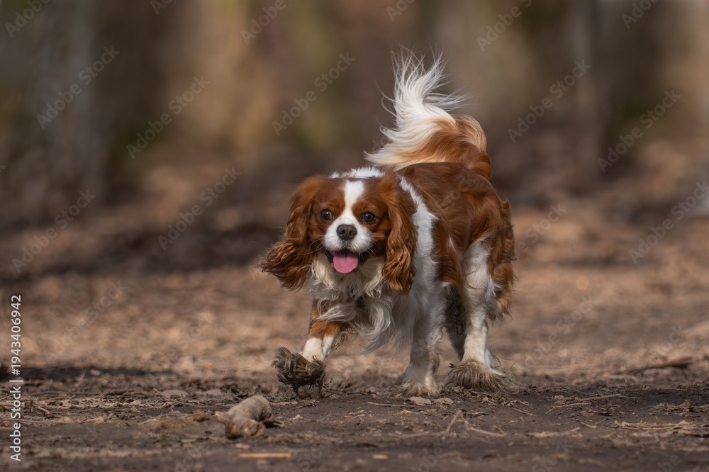 Obraz premium Happy Cavalier King Charles Spaniel Running and Playing in the Muddy Park