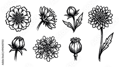 Set of hand-drawn black and white flowers including marigold, aster, and poppy seed head in a vintage botanical ink sketch style with bold graphic lines