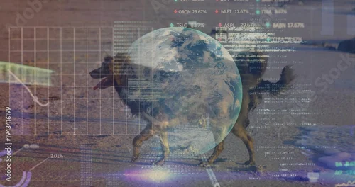 Obraz Walking medium-sized dog pacing wet sand near shallow waterline, showing globe, grid, charts, code
