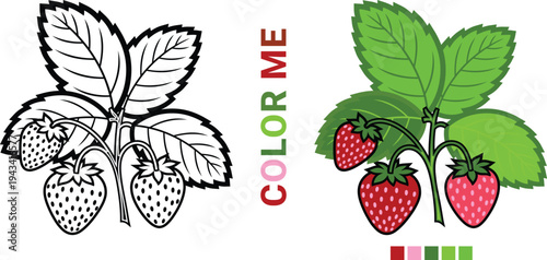 Kids coloring page featuring a strawberry plant, black and white outline alongside bright colorful example with palette, educational vector graphic