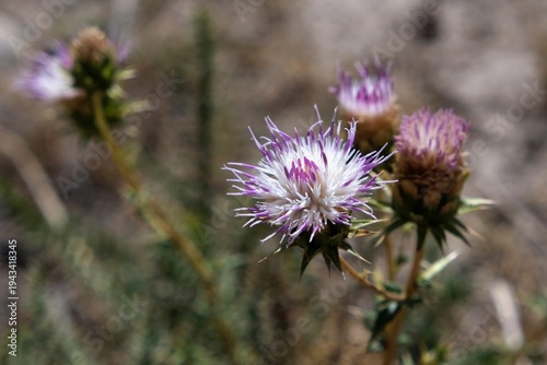 Tableau sur toile Blooming plant Centaurea iberica (Iberian star thistle, Iberian knapweed, Spanis
