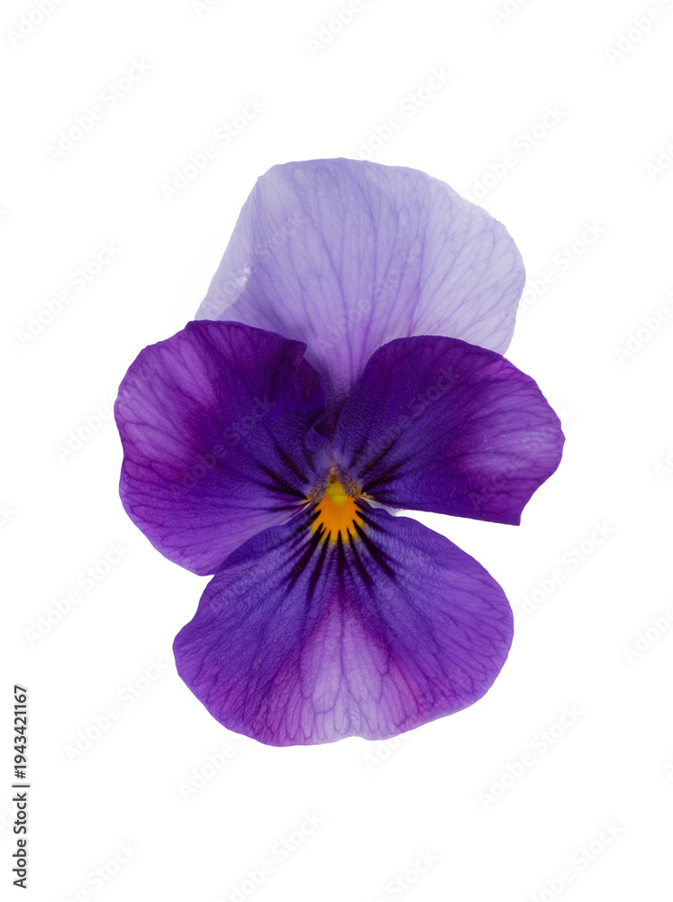 Obraz premium Purple pansy flower on a customizable transparent background. Spring fragrance and blooms. 