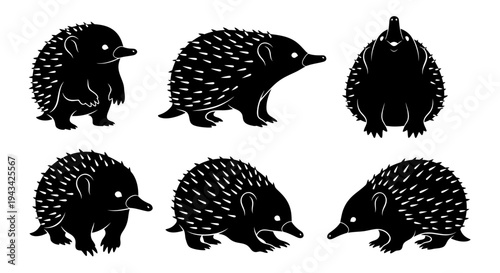 Cute Echidna Collection: Six Black and White Silhouettes in Various Poses
