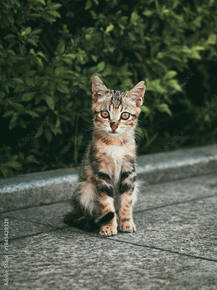 Obraz premium Tabby kitten sitting on pavement