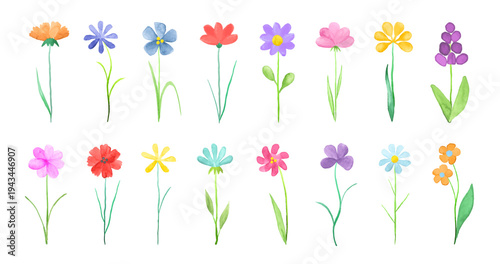 Set of colorful watercolor wildflowers isolated on white background. Vector illustration of flowers.