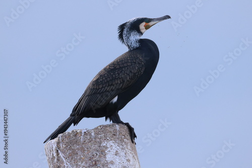 Tableau sur toile Great cormorant showing off reproductive plumage