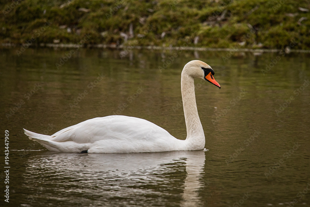 Fototapeta premium Mute swan floating in the water
