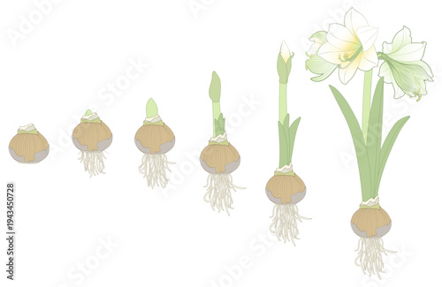 Vector illustration. Hand drawing botanical illustration. Growth stages of bulbous domestic flowers. Potted amaryllis or hippeastrum. 