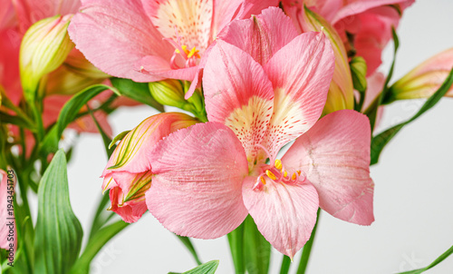 pink alstroemeria flower, Lily of the Incas, in vase on isolated white background
