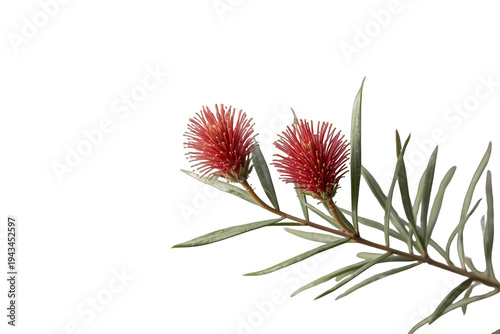 Red bottlebrush flowers blooming on a branch with green leaves against a transparent background, callistemon plant