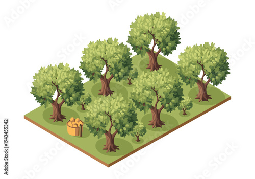 Isometric olive grove with a basket of olives, representing harvest and agriculture