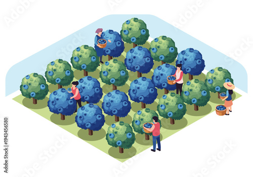 People harvesting blueberries from bushes in an isometric orchard during a sunny day