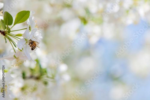 Honey bee collecting pollen on white blossoms in spring garden