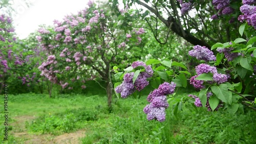 Lilac garden trees under the rain nature spring time botany 4k video