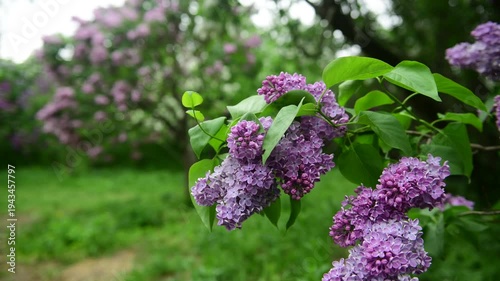 Lilac garden trees under the rain nature spring time botany 4k video