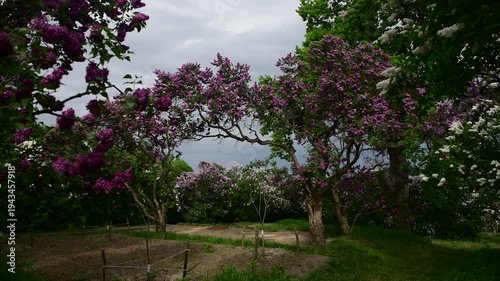 Lilac garden trees under the rain nature spring time botany 4k video