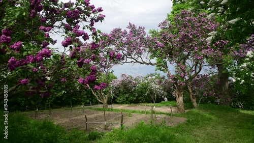Lilac garden trees under the rain nature spring time botany 4k video