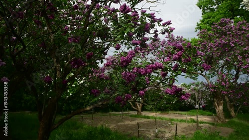 Lilac garden trees under the rain nature spring time botany 4k video