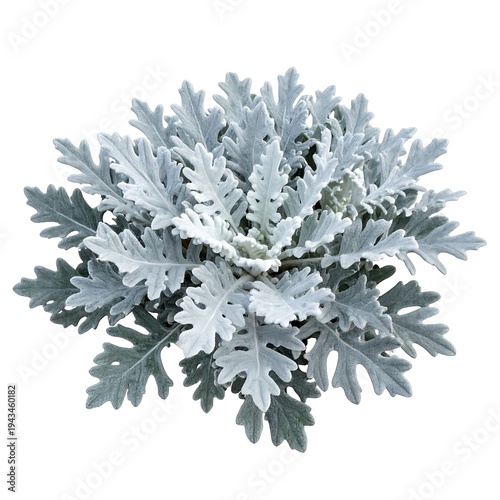 Top view of a dusty miller plant with silver, deeply lobed foliage, isolated on white