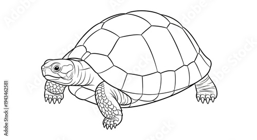 A detailed line drawing of a tortoise, showcasing its textured shell and scaly legs with a neutral background.