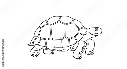Black and white line drawing of a tortoise walking with detailed shell patterns.