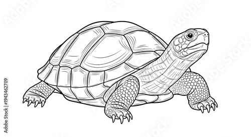 A detailed black and white line drawing of a tortoise standing on a white background, showcasing its textured shell and scaly legs.