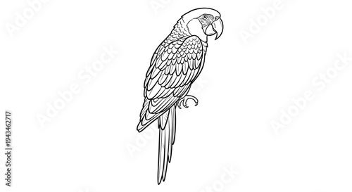 A detailed black and white line drawing of a parrot perched on a branch, showcasing intricate feather details and a curved beak.