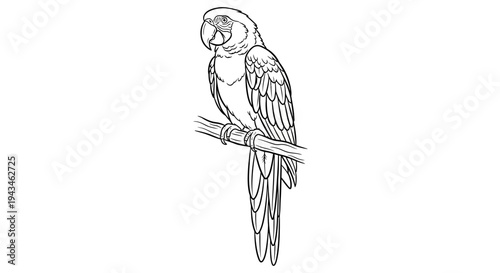 A detailed black and white line drawing of a parrot perched on a branch, showcasing its feathers and form.