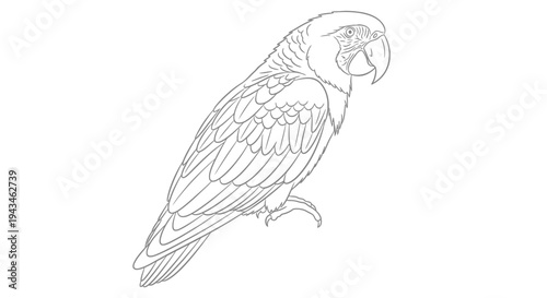 A detailed line drawing of a parrot perched on a branch, showcasing its intricate feather details and facial features.