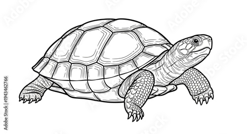 Detailed black and white line drawing of a turtle, showcasing its shell and features for educational purposes.